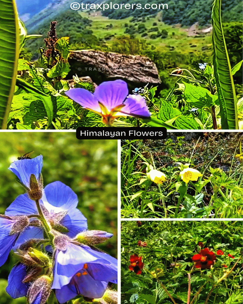 Himalayan Flowers in Valley of Flowers @traxplorers.com